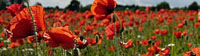 poppies
