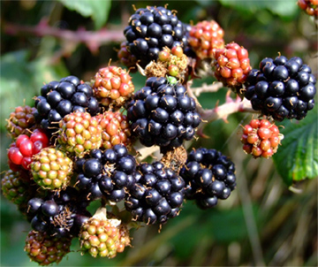 blackberries