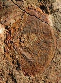 fossil