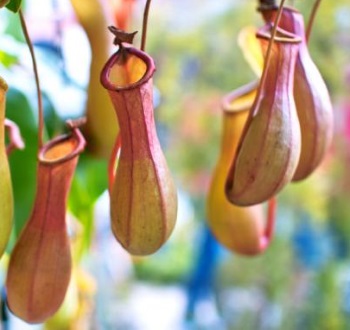 pitcher
              plant