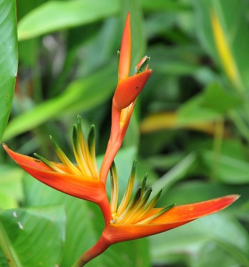 parrot-flower