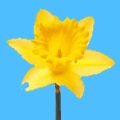 daffodil