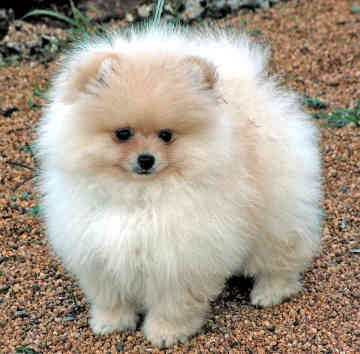 pomeranian