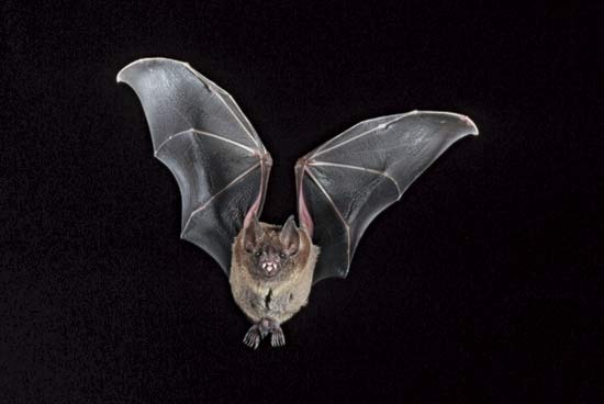 bat