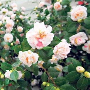 camellias