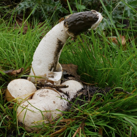 Phallus Impudicus