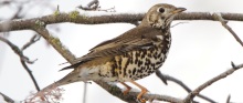 mistle thrush