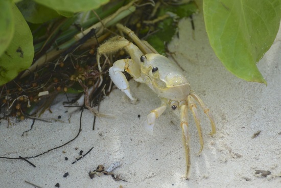 ghost crab