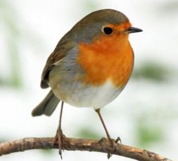 robin