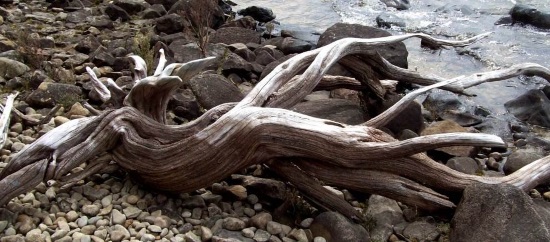 twisted wood
