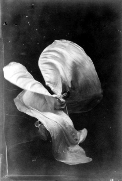 Loie Fuller