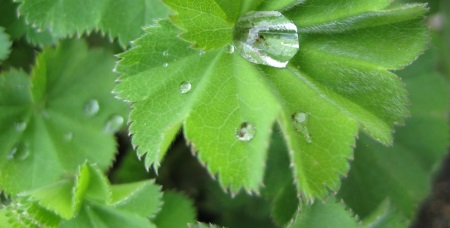 alchemilla