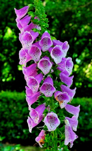 foxgloves