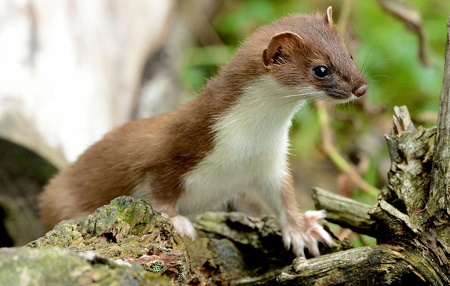 weasel