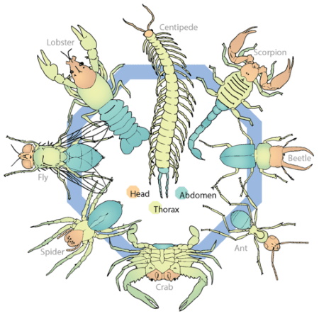 arthropods