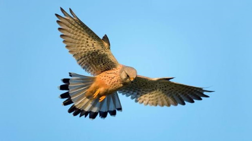 kestrel