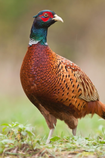 pheasant