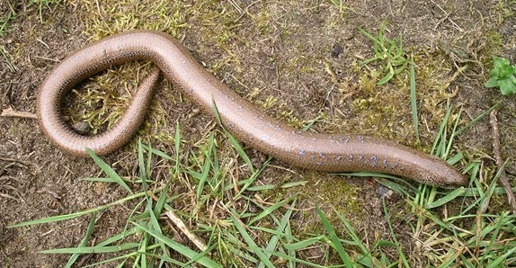 slow-worm