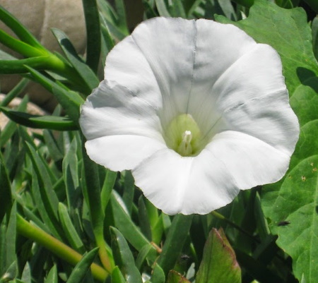 bindweed