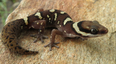 gecko