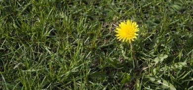 dandelion