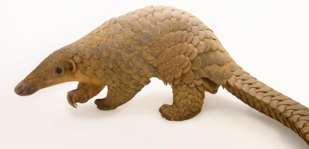 manis javanica - pangolin