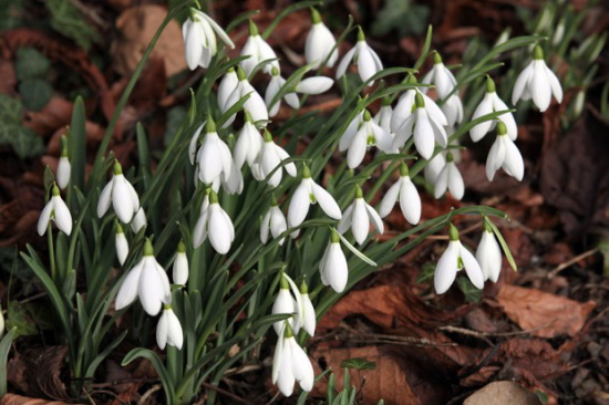 snowdrops