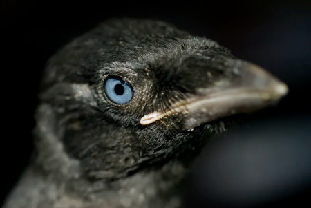 jackdaw