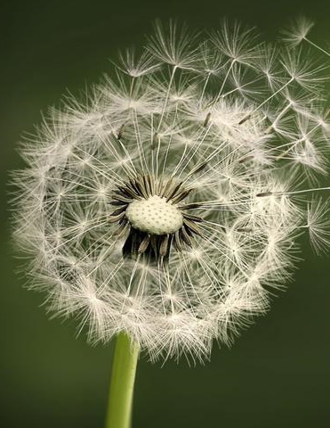 dandelion