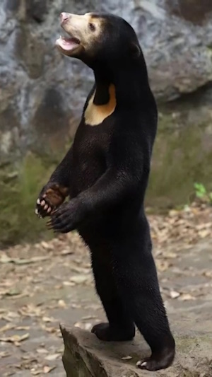 Bear or
huiman?