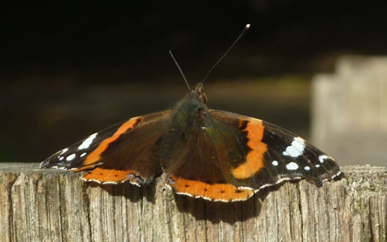 red
              admiral