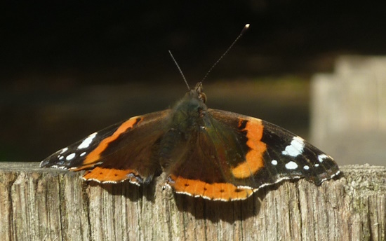 red
admiral