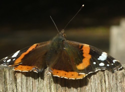 red admiral