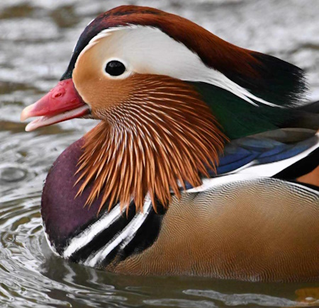 mandarin duck