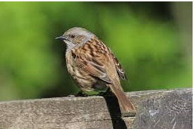 hedge sparrow