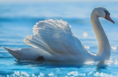 swan