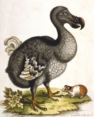 dodo