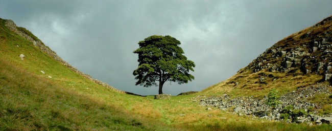 Sycamore
gap