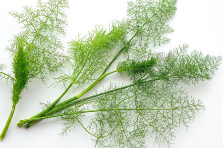 dill