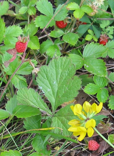 wild strawberries