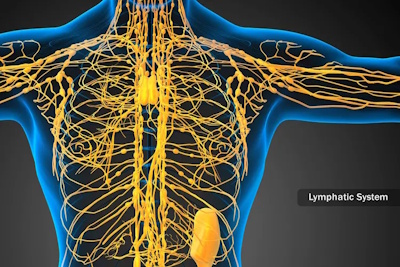 lymphatic system