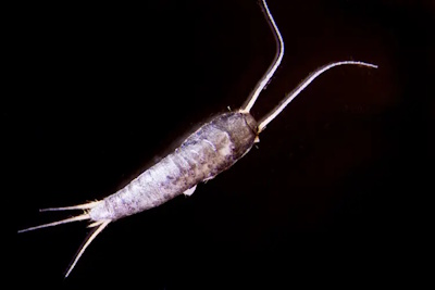 silverfish