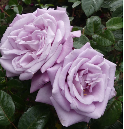 Blue Moon roses