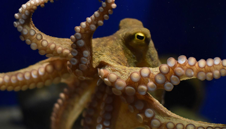 octopus