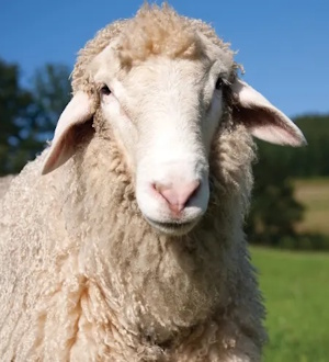 sheep