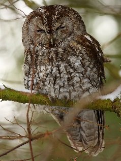 owl