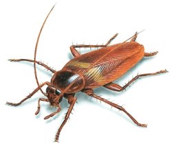 cockroach