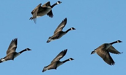 canada geese