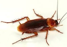 cockroach