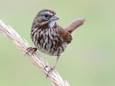 song sparrow